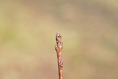 Quercus x warei 'Long' (Regal Prince) - dub křížený - zimní pupeny